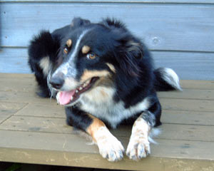 dog
